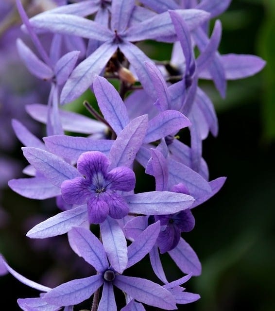 Zijden Bloemen