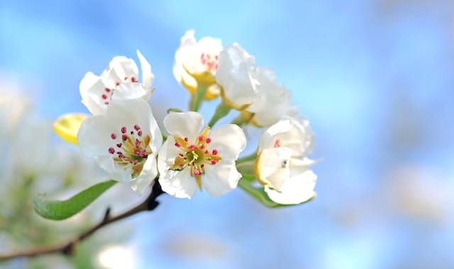 Lentebloemen