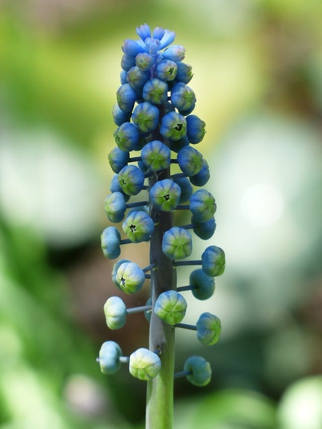 Lentebloemen