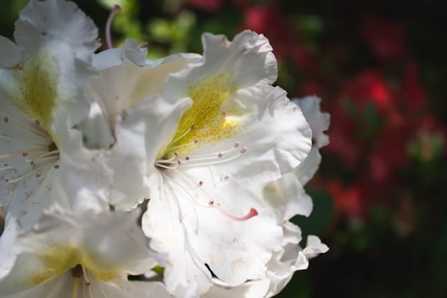 Zijden bloemen combineren